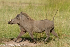 phacochère / warthog