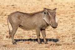 phacochère / warthog