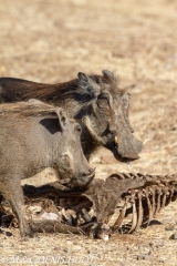 phacochère / warthog