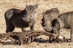 phacochère / warthog