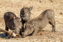 phacochère / warthog