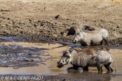 phacochère / warthog