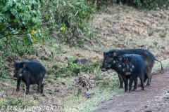 hylochère / giant forest hog