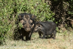 hylochère / giant forest hog