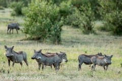 phacochère / warthog