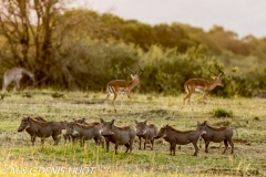 phacochère / warthog