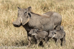 phacochère / warthog