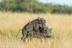 phacochère / warthog