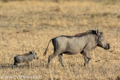 phacochère / warthog