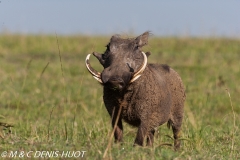 phacochère / warthog