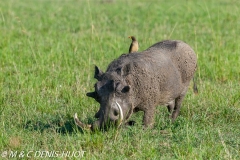 phacochère / warthog