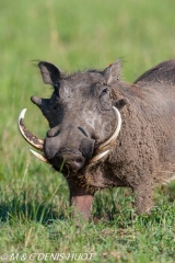 phacochère / warthog