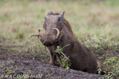 phacochère / warthog