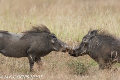 phacochère / warthog