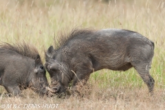 phacochère / warthog