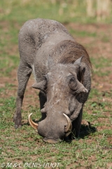 phacochère / warthog