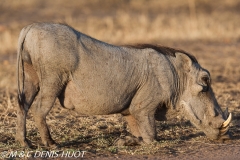 phacochère / warthog