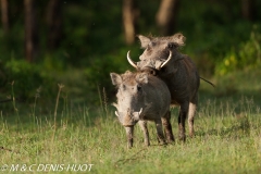 phacochère / warthog