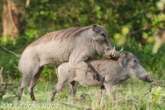 phacochère / warthog