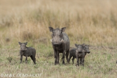 phacochère / warthog