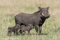 phacochère / warthog