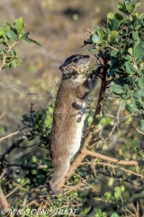 daman de rocher / rock hyrax