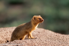 mangouste naine / dwarf mongoose