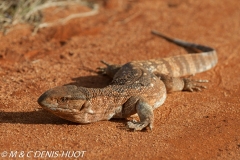 varan des savanes / savannah monitor