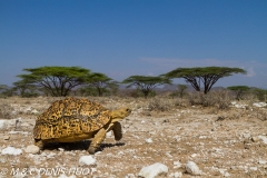 tortue / tortoise