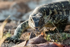 varan du Nil / Nile monitor lizzard