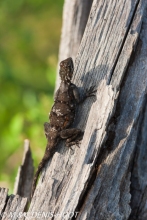 lézard / lizard