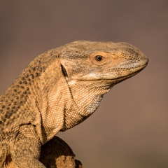 varan des savanes / savannah monitor