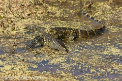 varan du Nil / Nile monitor lizzard