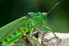 criquet / grasshopper