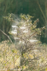 araignée / spider