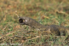 varan du Nil / Nile monitor lizzard