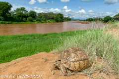 tortue / tortoise