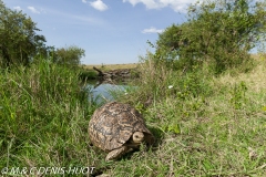 tortue / tortoise