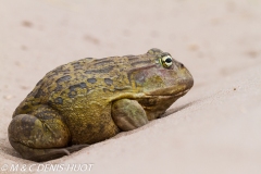 crapaud / toad