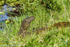 varan du Nil / Nile monitor lizzard