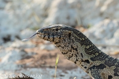 varan du Nil / Nile monitor lizzard