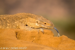 varan des savanes / savannah monitor