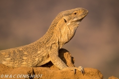 varan des savanes / savannah monitor