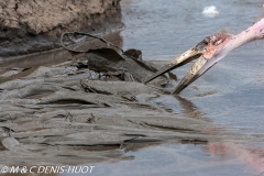 poisson-chat / catfish