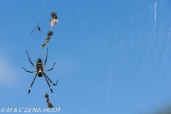araignée / spider