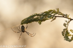 araignée / spider