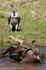 varan du Nil / Nile monitor lizzard