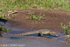 varan du Nil / Nile monitor lizzard