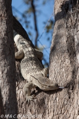 varan des savanes / savannah monitor