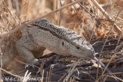 varan des savanes / savannah monitor